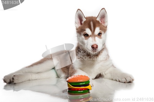 Image of cute husky puppy