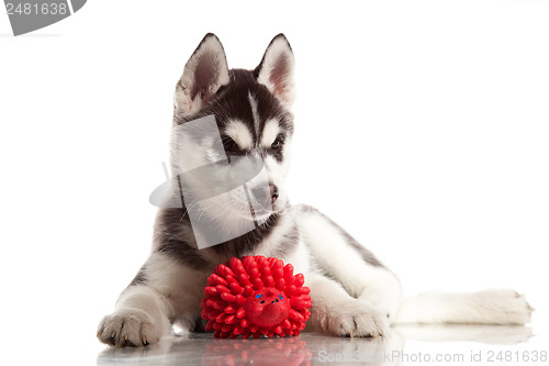 Image of cute husky puppy