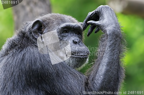 Image of Common Chimpanzee