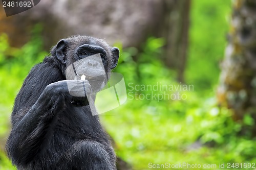 Image of Common Chimpanzee