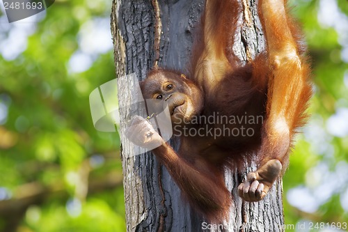 Image of Borneo Orangutan