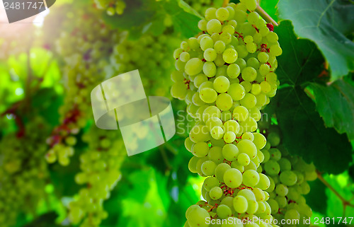 Image of 	Close up view of hanging grapes