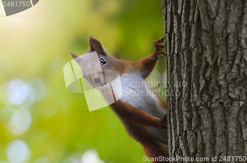 Image of Squirrel 