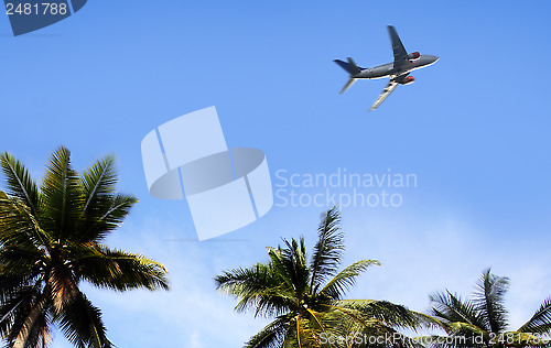 Image of palm and airplane 