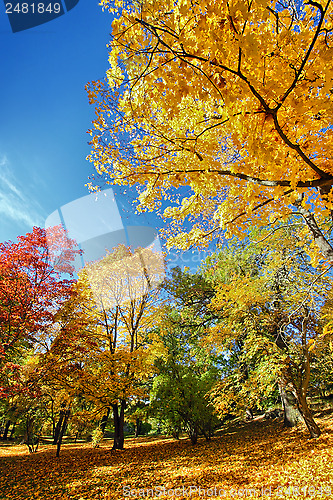 Image of Autumn Leaves