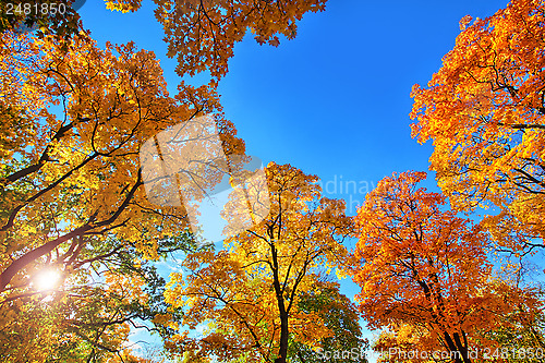 Image of Autumn Leaves