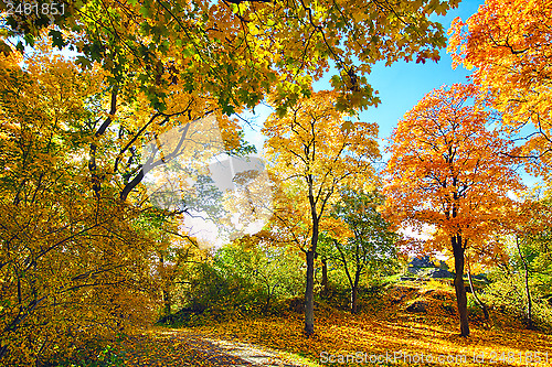 Image of 	Autumn Leaves