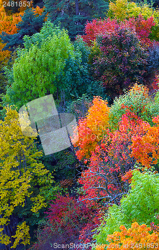 Image of Autumn Orange Leaves 