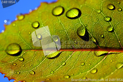 Image of 	leaf with rain droplets