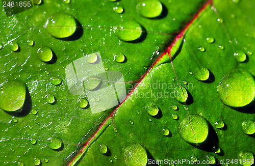 Image of leaf with rain droplets 