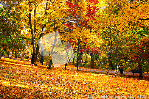 Image of 	Autumn Leaves