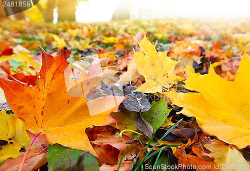 Image of Autumn leaves