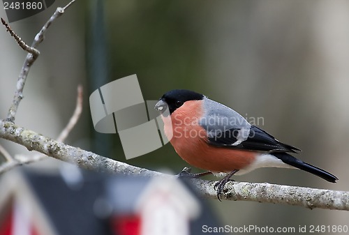 Image of male bullfinch