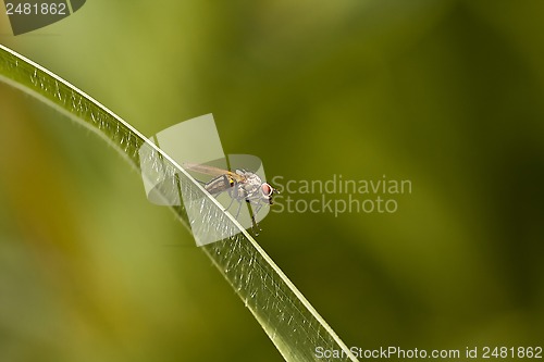 Image of fly on straw