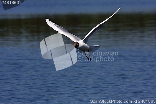 Image of black headed gull