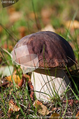 Image of cep