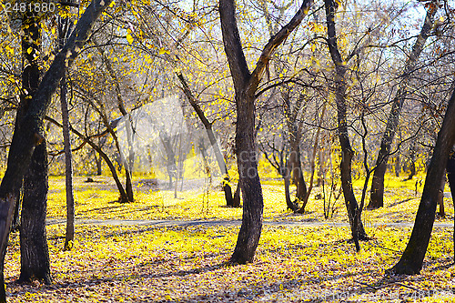 Image of autumn garden