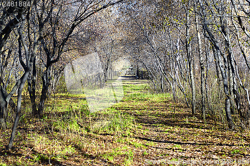 Image of autumn arch