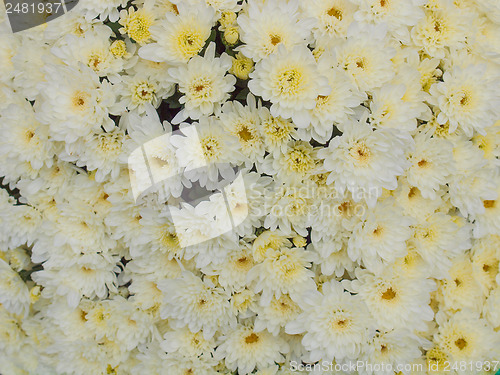 Image of Chrysanthemum