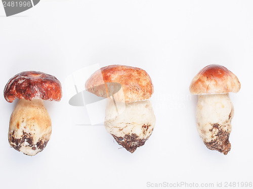 Image of Porcini Mushroom