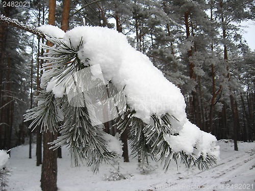 Image of Winter landscape in the forest