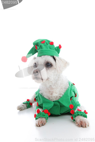Image of Pet Jester or Christmas Elf