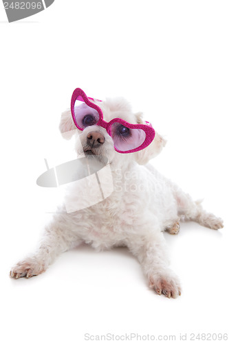 Image of Love Sick Puppy looking through rose coloured glasses
