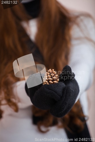 Image of pinecone