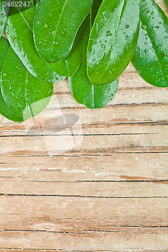 Image of green wet leaves