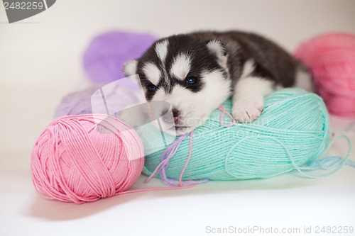 Image of husky puppy