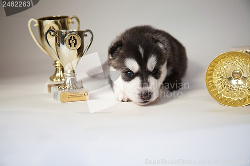 Image of husky puppy