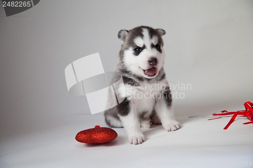 Image of husky puppy