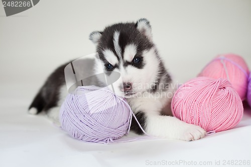 Image of husky puppy