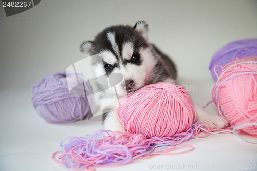 Image of husky puppy