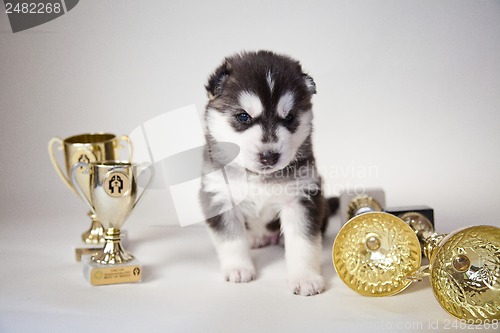 Image of husky puppy