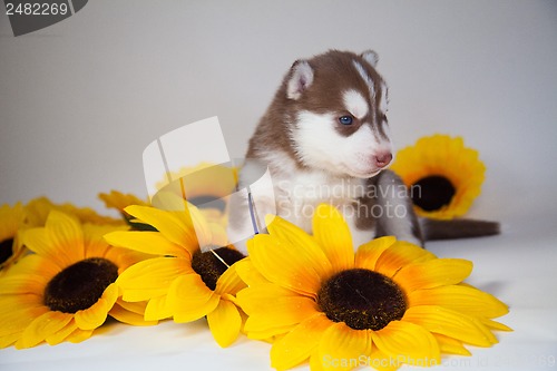 Image of husky puppy