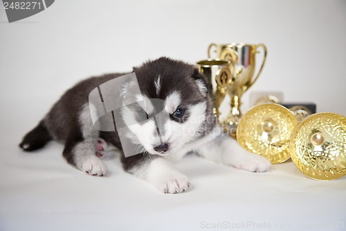 Image of husky puppy