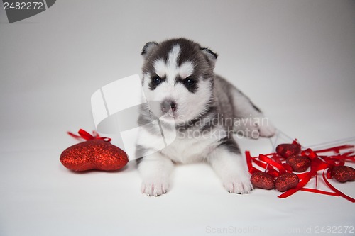 Image of husky puppy