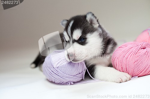 Image of husky puppy