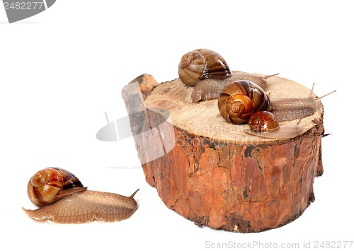 Image of Family of snails on pine-tree stump