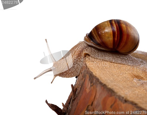 Image of Snail crawling on pine-tree stump