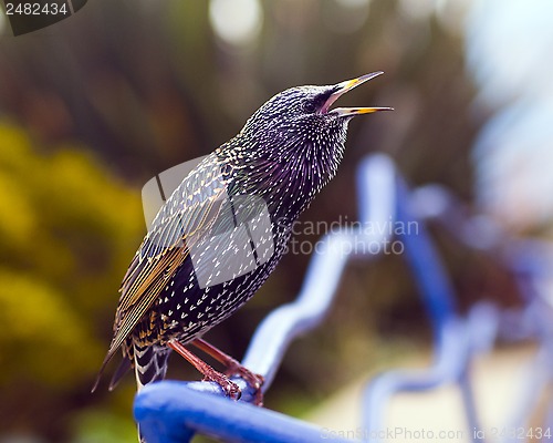 Image of Starling