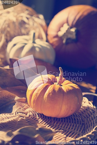 Image of Thanksgiving Background with Pumpkins. Retro card