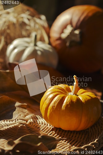 Image of Thanksgiving Background with Pumpkins. Retro card