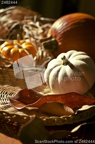 Image of Thanksgiving Background with Pumpkins. Retro card