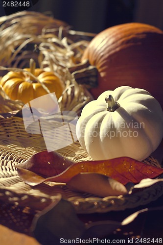 Image of Thanksgiving Background with Pumpkins. Retro card