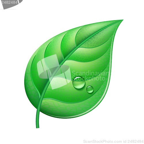 Image of Green leaf