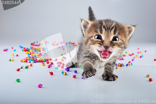 Image of little kitten with small metal jingle bells beads