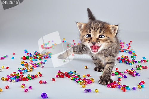 Image of funny little kitten dancing in small metal jingle bells beads