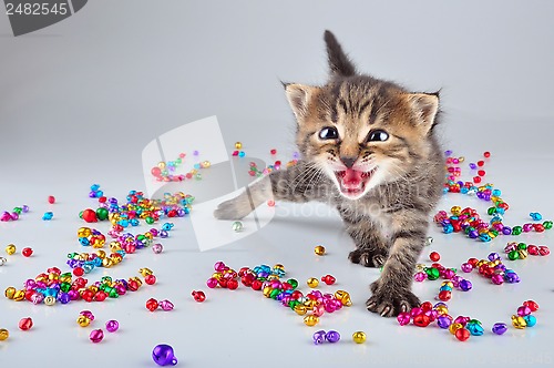 Image of funny little kitten dancing in small metal jingle bells beads